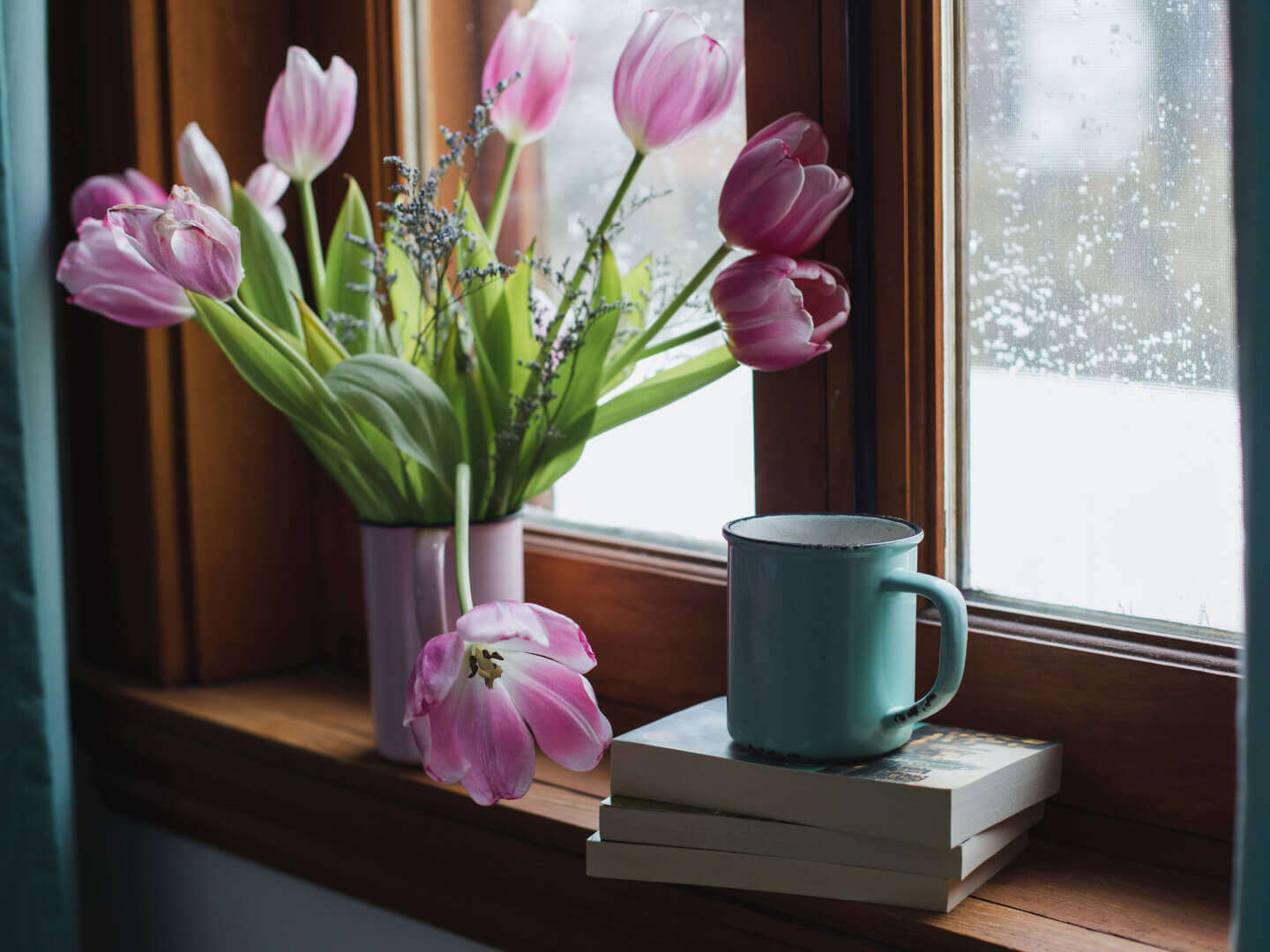 Pink tulips by window